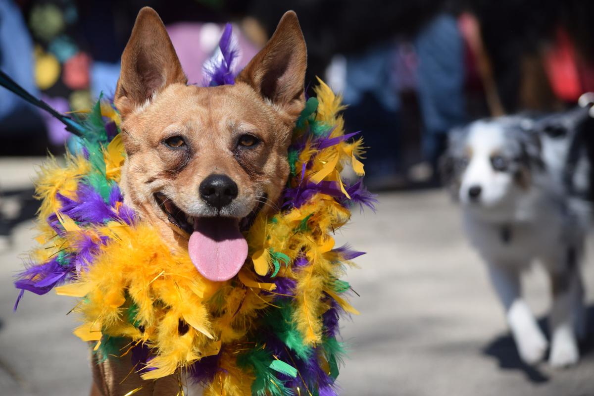 Mardi Growl