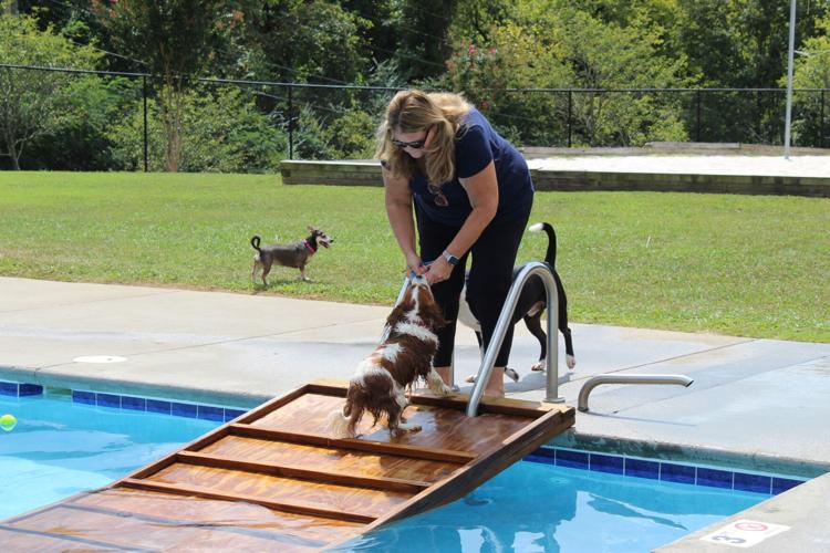 Doggie Dip Day makes a splash at Inskip Pool Arts And Culture