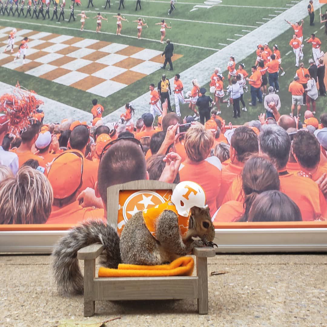 UT’s smallest fan brings joy to many Sinan the squirrel Campus News
