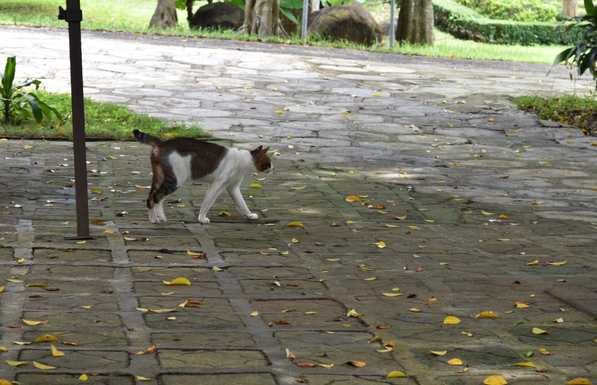 Who Let The Cats Out News Utdailybeacon Com