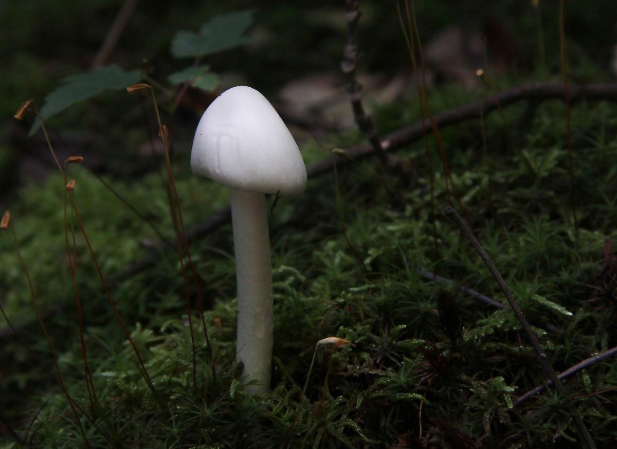 Ecology, biology professor provides insight to psychedelic mushrooms | Campus Life | utdailybeacon.com
