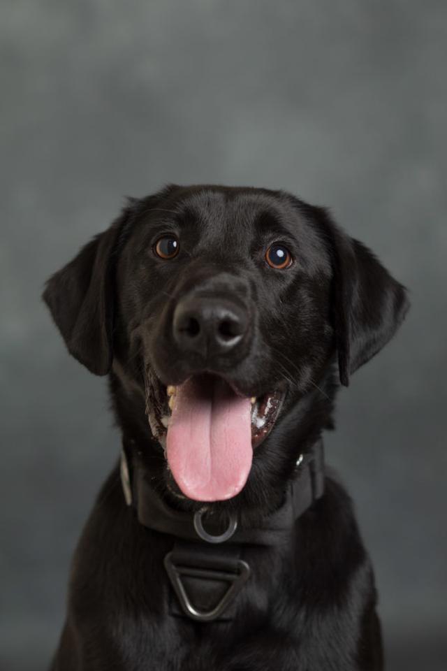 Labrador retriever pup joins UTPD K9 force Campus News