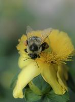 Local Knoxville pollinators: Bees, butterflies, bats