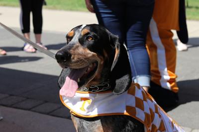 ut celebrates 65 years