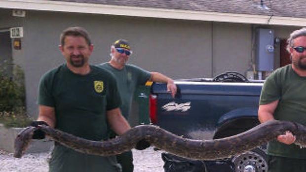 Park rangers pull 10-foot snake from toilet - ABC7 Chicago