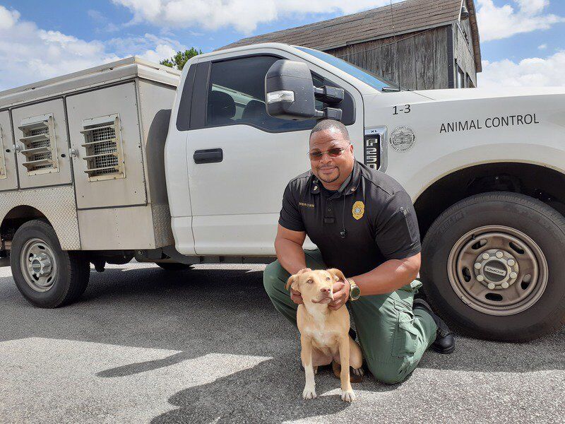 does animal control pickup dogs