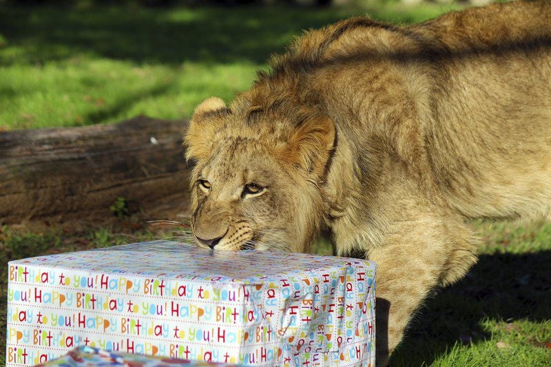 HAPPY BIRTHDAY BABY DÎN !!! 1 YEAR ALREADY 🤲😍❤️ . . . . #lions #love  #animals #happybirthday #dubai🇦🇪 #SHARJAH #uaelife #rescueanimal |  Instagram