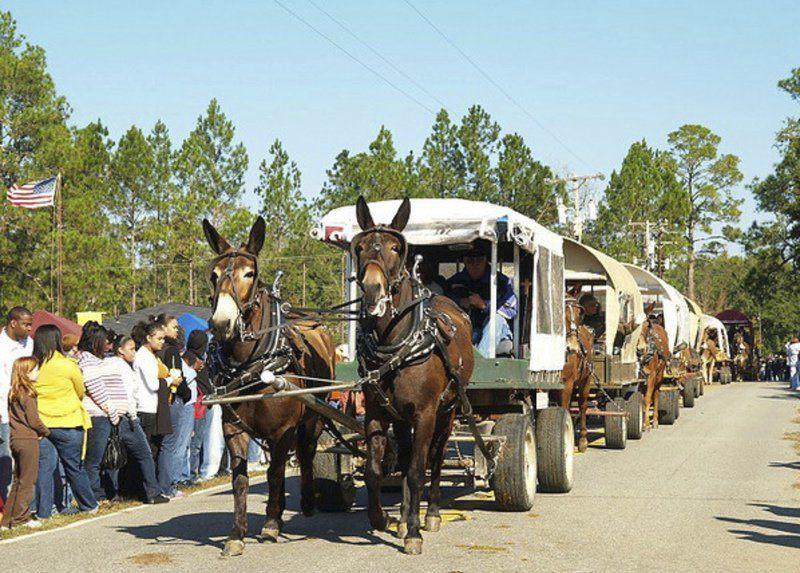 Mule Day expected to pull in another big crowd Local News