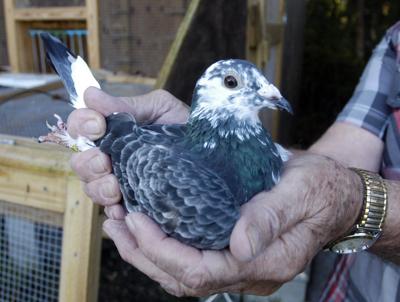 South Georgia Flyers come together to race pigeons | State News |  