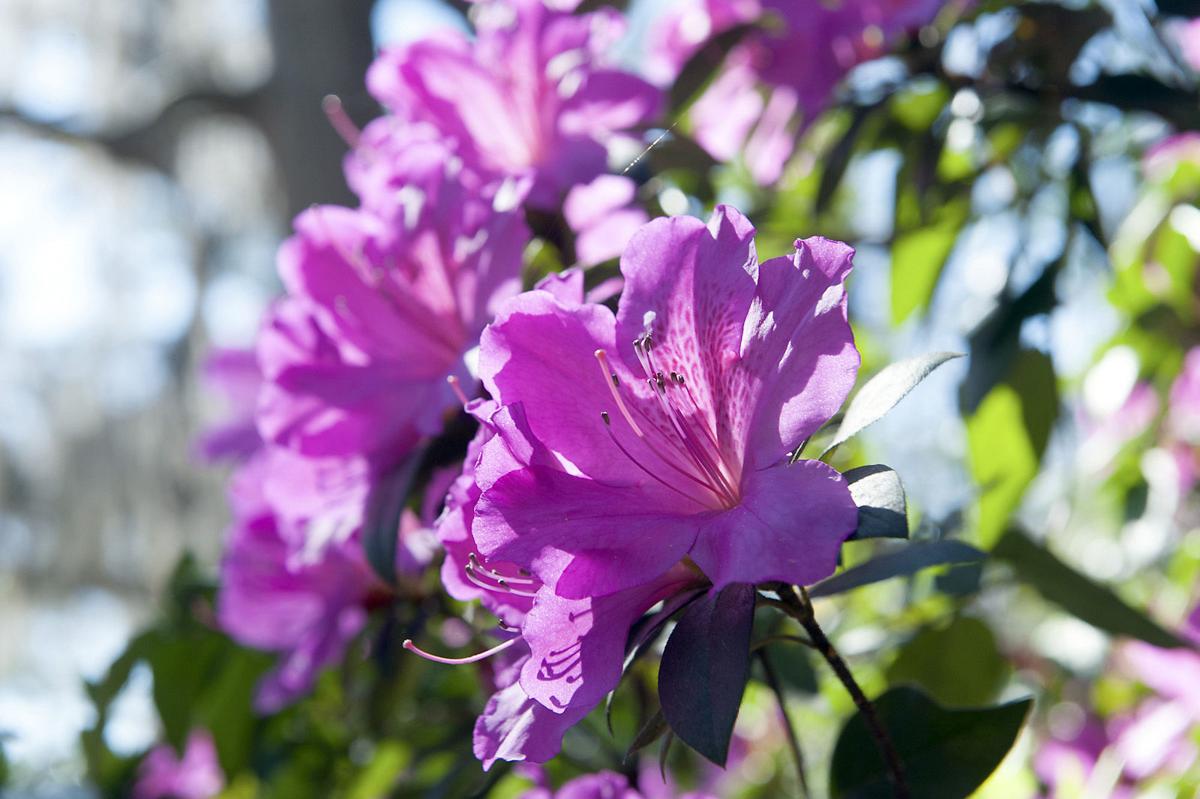 2015 Azalea Festival blooms this weekend Local News
