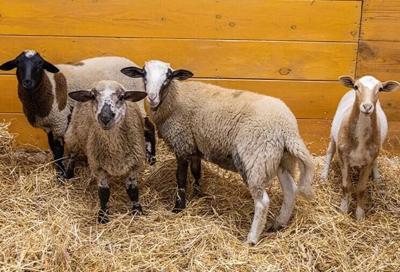 Nearly 400 farm animals were rescued from a Marshalltown farm on Sept. 24. The owners of the animals were arrested and charged with livestock neglect.