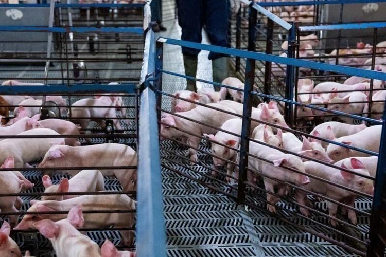 Pigs are sorted into their pens as Chad Zoske takes in more than 1000 new pigs on Aug. 12, 2026, at his nursery outside of Eldora.