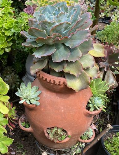 Gardening - Strawberry Pots