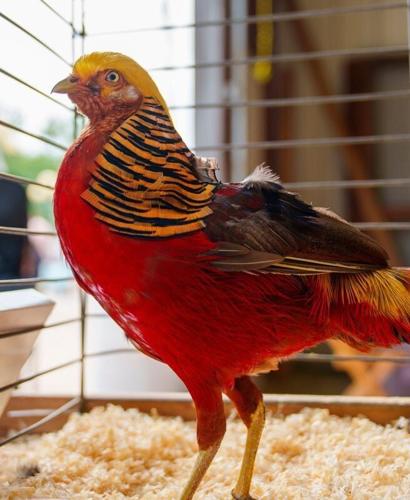 A male golden pheasant has won the Prettiest Bird Contest on day 3 of the Iowa State Fair Saturday, Aug. 15, 2026.