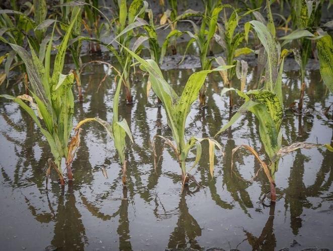 Corn plants are surrounded by flood water on Monday, June 25, 2018, in Bondurant. Heavy rain on Sunday caused flooding in parts of town.