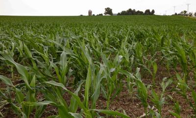 Crop Report Corn