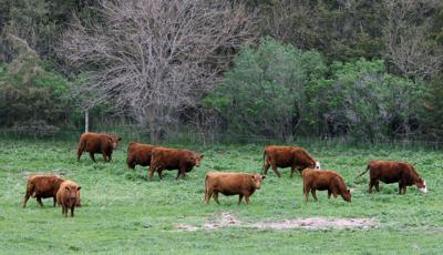 cattle.jpg