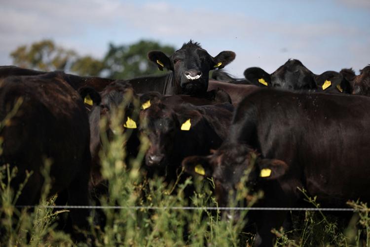 British farmer herds his Aberdeen Angus cows through a green pasture after using regenerative practices to resist drought conditions
