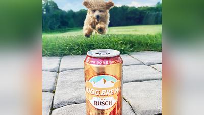 Busch Dog Brew