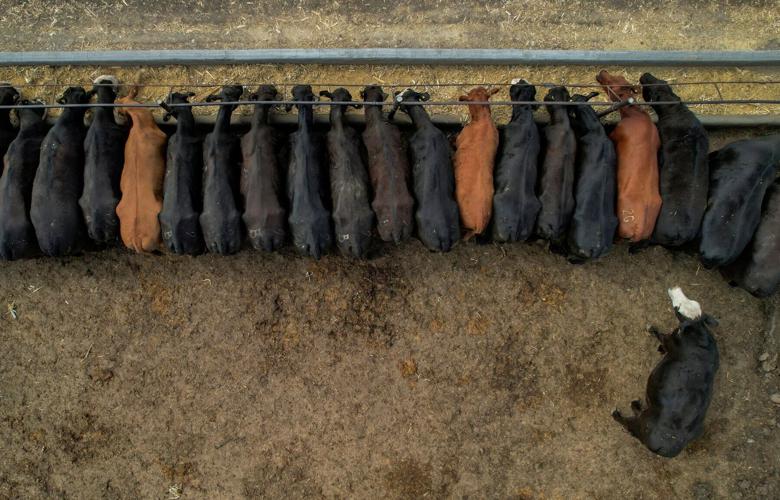 FILE PHOTO: U.S. beef sector contracts while Mexico’s expands after Washington suspends cattle trade