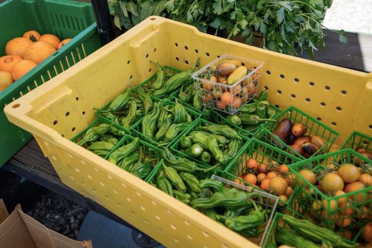 Beyond dining, Bricoleur Vineyards guests can harvest their own produce alongside resident farmer, Farmer Mikey.