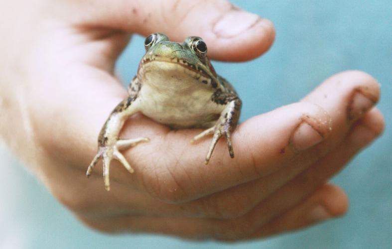 Frog