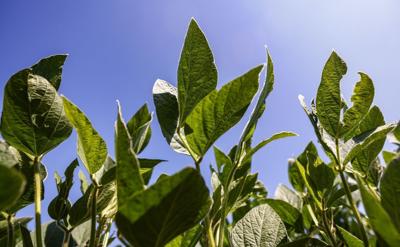 Crop Report Soybeans