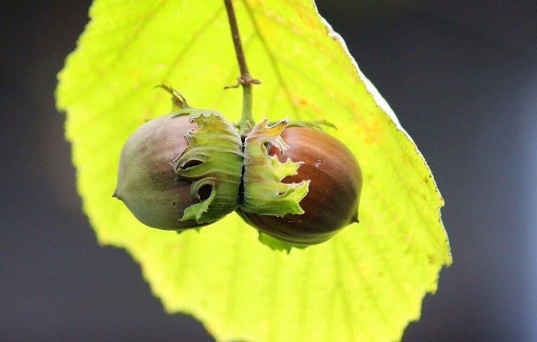 Hazelnuts