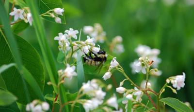 usfws-tricolor-bumble-bee-large.jpeg