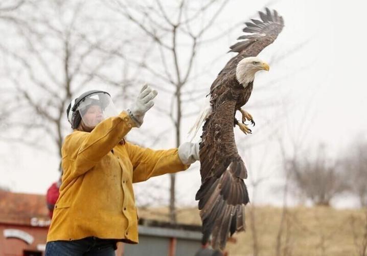 eagle rescue 2.jpg