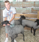 Crabs' favorite project: Sheep 
