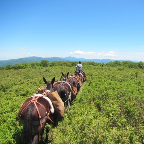 The mule team packs a load across Gregory Bald.