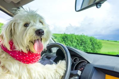 Dog is My Co-Pilot:  Tips for Taking a Road Trip Alone with Your Furkid (image)