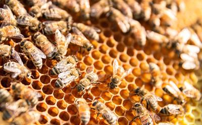 Why we should all care about the humble honeybee