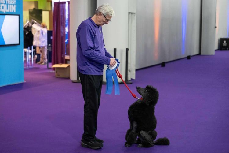 CORRECTION Westminster Dog Show