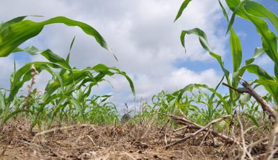 cover-crop-corn.jpg