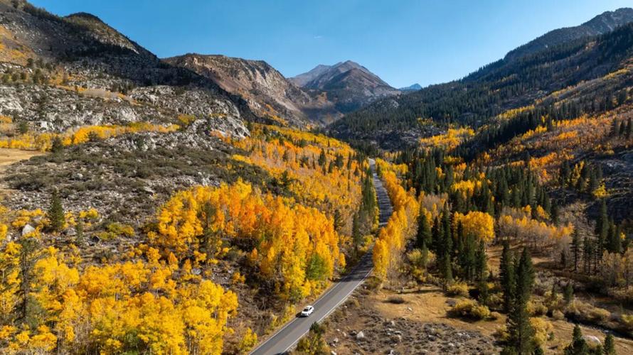Fall leaves along Highway 168 in the Inyo National Forest along Bishop Creek in 2024.