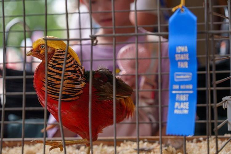 A male golden pheasant has won the Prettiest Bird Contest on day 3 of the Iowa State Fair Saturday, Aug. 15, 2026.