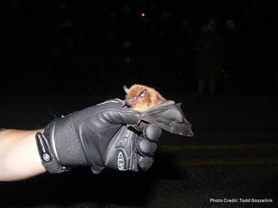 Did you know that Iowa has nine species of bat?