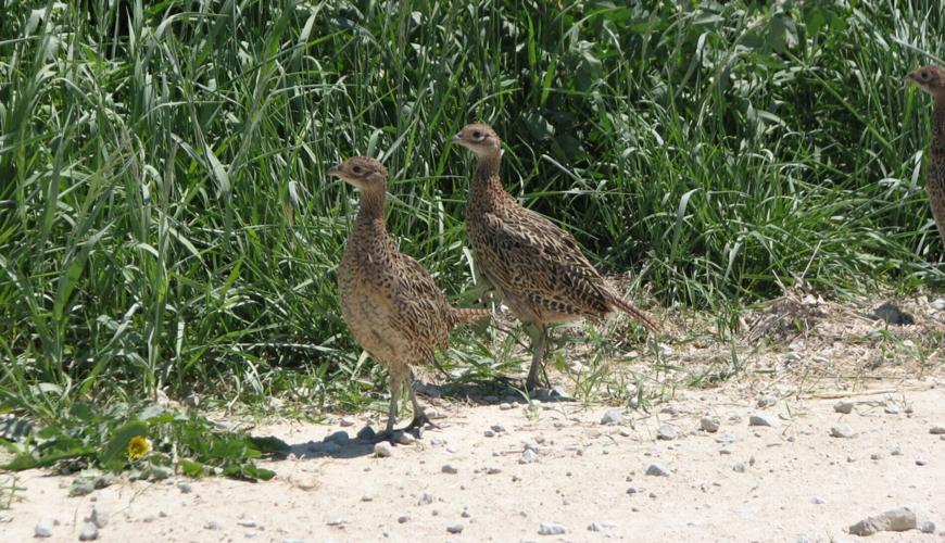 ARS-phstchicks-using-roadside.jpg