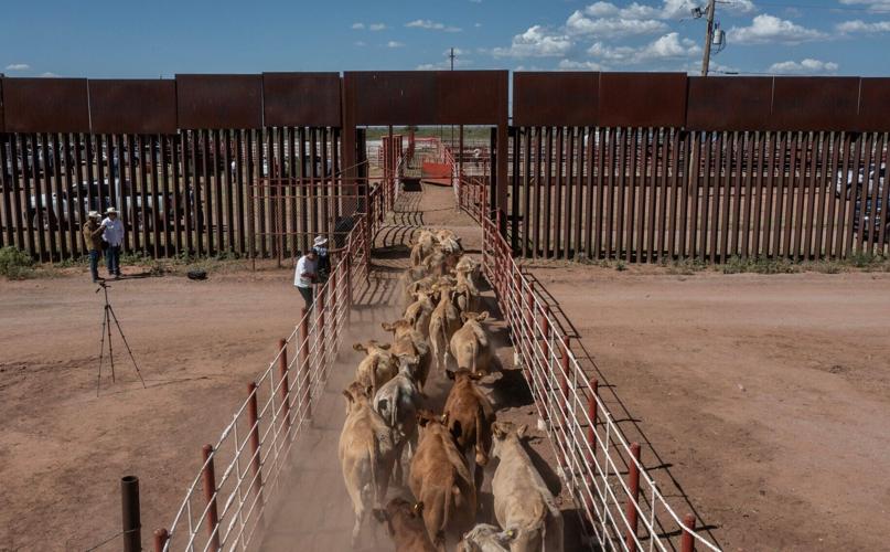 The first group of cattle cross into Douglas, Ariz., from Agua Prieta, Sonora, on Aug. 24, 2026, as Mexico resumed cattle exports to the United States after a screwworm-related suspension. A total of 719 head of cattle crossed during the first day of expor