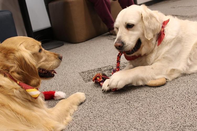 ISU Police therapy dogs.jpg