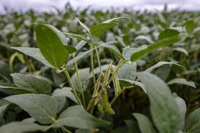 Crop Report Soybean Pods