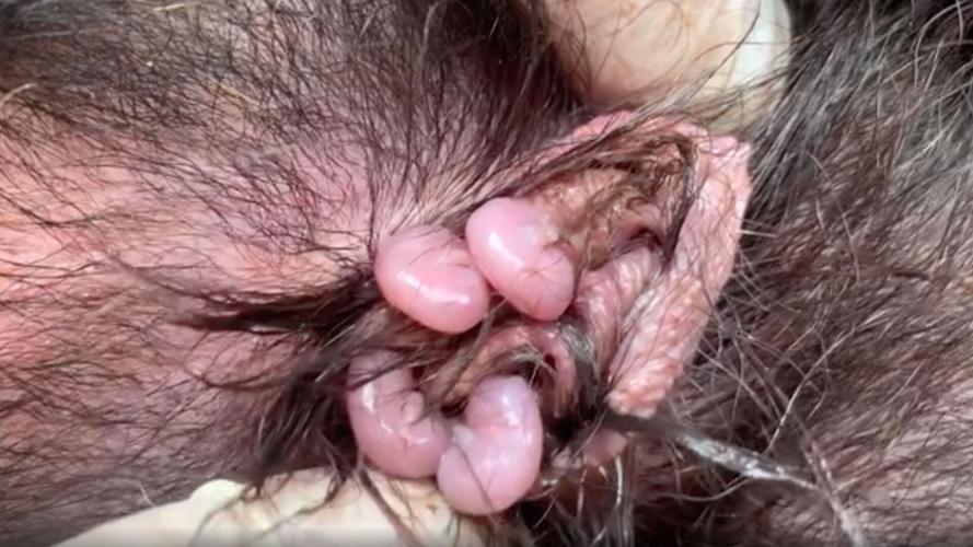 Tasmanian devils born on Australian mainland for first time in 3,000 years