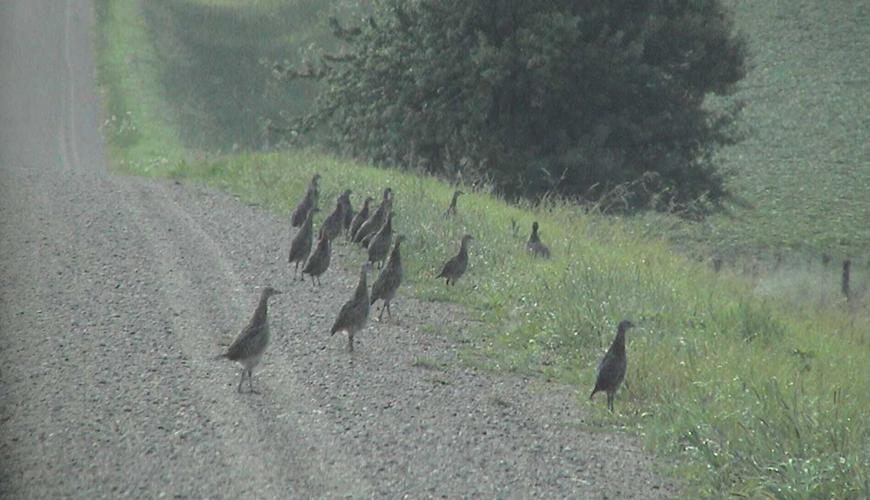 ARS-18-pheasants.jpg