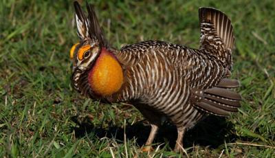 032926-cbn-news-prairie-chicken.jpg