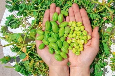 How chickpeas became America’s favorite superfood