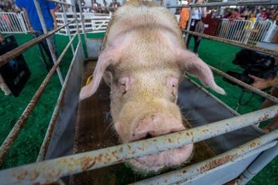 Duke wins the Big Boar contest in the Swine Barn during the first day of the Iowa State Fair on Aug. 7, 2025, in Des Moines.
