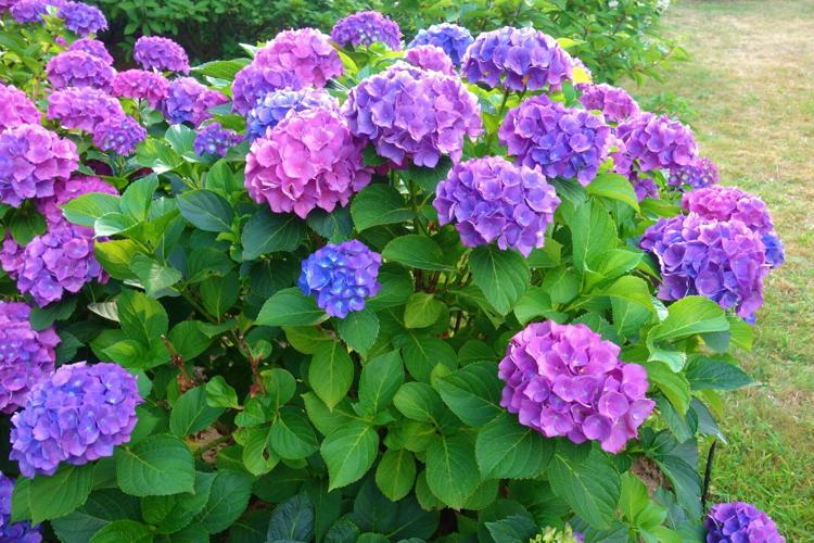 Hydrangea macrophylla