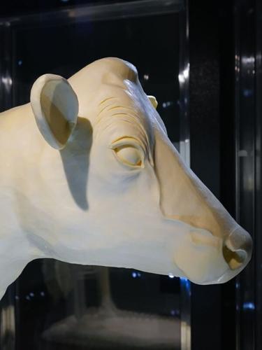 The butter cow featured in "State Fairs: Growing American Craft," an exhibition at the Renwick Gallery, sits in a custom-made refrigerated case. Carved by Sarah, Grace and Hannah Pratt, the sculpture, titled "Curious Regard," is butter over a wood and m...